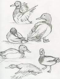 Draw the beak which has a very characteristic duck shape. Realistic Duck Drawing Easy Novocom Top