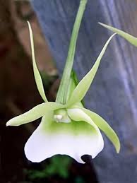 Image result for Angraecum cultriforme