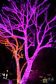 Phoenix Zoo Lights Sneak Peek Posh In Progress Zoo Lights Lights Christmas At The Zoo