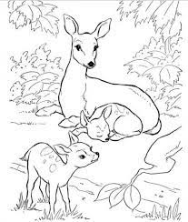 You can do the next best thing. Backyard Animals And Nature Coloring Books Free Coloring Pages Deer Coloring Pages Animal Coloring Books Farm Animal Coloring Pages