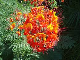My favorite time to visit is spring, especially when a wet winter results in a super bloom. here's how to identify the orange, purple, red, and yellow arizona wildflowers that cover the desert floor like a blanket and accent mountainsides. Bushes With Red Orange And Yellow Flowers In Arizona Red Bird Of Paradise Caesalpinia Pulcherrima Tjs Garden