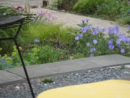 Image result for Geranium bohemicum Orhcid Blue