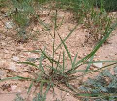 Image result for Panicum coloratum
