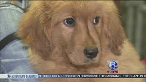 Find a golden retriever rescue near you. Puppies From Now Closed Nj Shop Ready For Homes 6abc Philadelphia