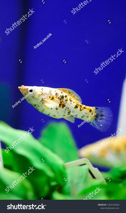 Freshwater Aquarium Fish Sail-fin Molly Poecilia Stock Photo 1354194320 | Shutterstock