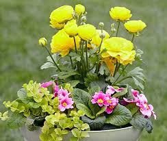 Use as a vertical accent as part of a mixed container. How To Grow Ranunculus Garden Gate