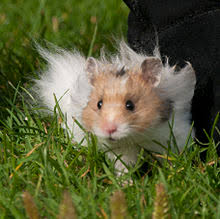 Commonly available colours include golden, white, cream, cinnamon, sable. Syrian Hamster Variations Wikipedia