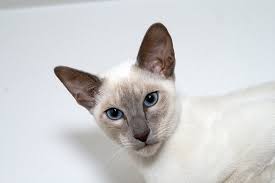 20 min of cat's goofiness with classical music playing in the background (youtu.be). Lilac Point Siamese Cats Siamese Cat Spot