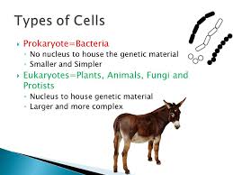 Hela cells stained for the cell nucleus dna with the blue hoechst dye. Prokaryote Bacteria No Nucleus To House The Genetic Material Smaller And Simpler Eukaryotes Plants Animals Fungi And Protists Nucleus To House Ppt Download