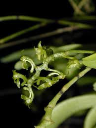 Image result for Angraecopsis parviflora