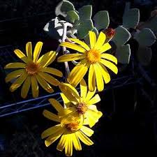 Image result for Senecio mariettae