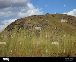 Image result for Hyperthelia dissoluta