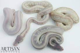 Bel Complex Clutch Ball Python Morphs Snake Lovers Ball Python