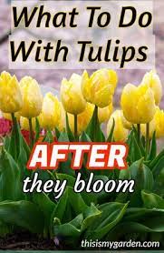 What To Do With Tulips After They Bloom To Keep Them Healthy For Next Year Deadhead Tulips Cutback Foli Spring Bulbs Garden Planting Bulbs Growing Tulips
