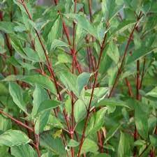 Onlineplantcenter 2 Gal Red Twig Dogwood Shrub C3710g2 The Home Depot Dogwood Shrub Red Dogwood Red Twig Dogwood