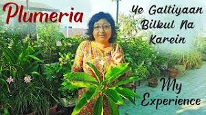 We did not find results for: Best Of Nag Champa Flower Plant Free Watch Download Todaypk