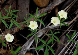 Image result for Merremia quinquefolia