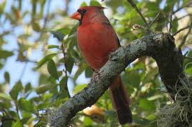 Red birds in a tree seeds. Backyard Birds In Michigan 25 Species With Pictures Bird Feeder Hub