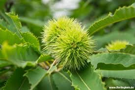 Maroni Die Esskastanie Oder Auch Edelkastanie Castania Sativa Esskastanien Pflanzen Kastanien