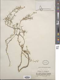 Image result for Cerastium indicum