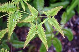 Image result for Pteris linearis