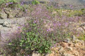 Image result for Commicarpus helenae