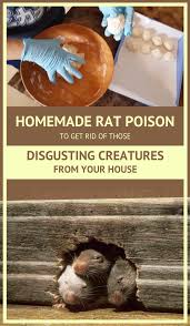 homemade rat poison to get rid of those
