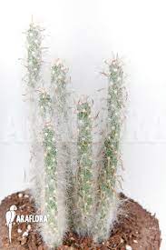 This variety i have are spineless and safe to touch. Araflora Exotic Flora More Opuntia Erinacea Ursine M