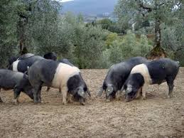 Cinta Senese Pig Pig Domestic Pig Pig Breeds