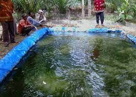 Budidaya Ikan Nila Di Lahan Sempit Sekitar Rumah Dengan Cara Mudah Paspelopor News