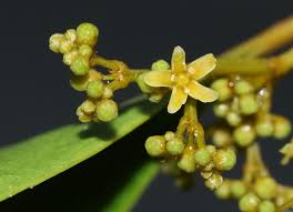 Image result for Hippocratea indica