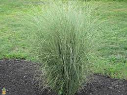 Morning Light Miscanthus The Planting Tree Miscanthus Morning Light Ornamental Grasses Landscape Nursery