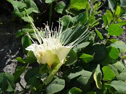 Image result for Capparaceae