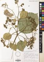 Image result for Cordia grandicalyx