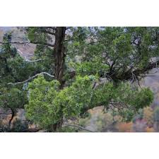 Tree saplings are any sapling that may be planted in a tree patch through the farming skill. Red Cedar Trees For Sale Eastern Red Cedar Trees For Sale Chief River Nursery