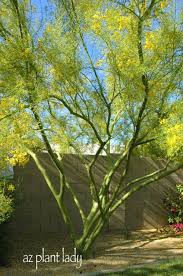 · the best shade trees for phoenix desert willow (chilopsis linearis) the desert willow is a good shade tree for phoenix lawns. Selecting Desert Tree A Wonderful Dilemma Azplantlady Com