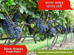 Among the most prized of ornamental trees, flowering crabapples have long been a staple of landscape gardening. The Best Black Grape Fruit Trees For Sale 2021