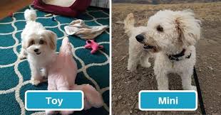 We did not find results for: Maltipoo Size Full Grown How Big Do Maltipoos Get Toy Mini