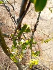 Image result for Baphia multiflora