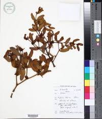 Image result for Viscum shirense