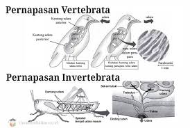 Praktikum fisiologi hewan yang diampu oleh : Pernapasan Vertebrata Dan Invertebrata Perbedaan Contoh