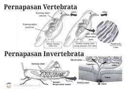 ← jaringan epitel pipih selapis pada hewan → jaringan. Pernapasan Vertebrata Dan Invertebrata Perbedaan Contoh