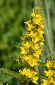 Image result for Myrsinaceae