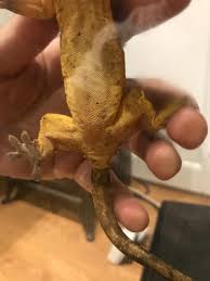 Feel free to use whatever type of. Second Opinion On Crested Gecko Sexing Reptile Forums