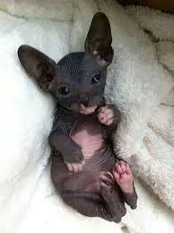Amazing Facts You Have To Know About Donskoy Cat Anifa Blog Babytiere Susse Tiere Sphynx Katze