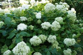 Use in an informal hedge or as a specimen in a border. 12 Exuberant Shrubs For Front Of House