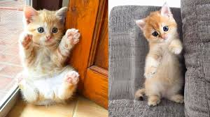 Image result for adorable cat
