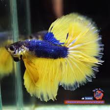 Live Betta Fish Male Blue Mustard Halfmoon Hm 3239 Betta Fish Betta Fish