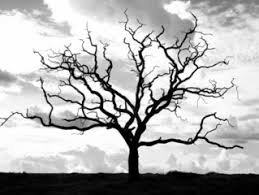 Free Black And White Tree Images Pictures And Royalty Free Stock Photos Freeimages Com This week a friend suggested a collection of black and white landscapes. free black and white tree images