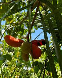 Image result for Sterculia appendiculata